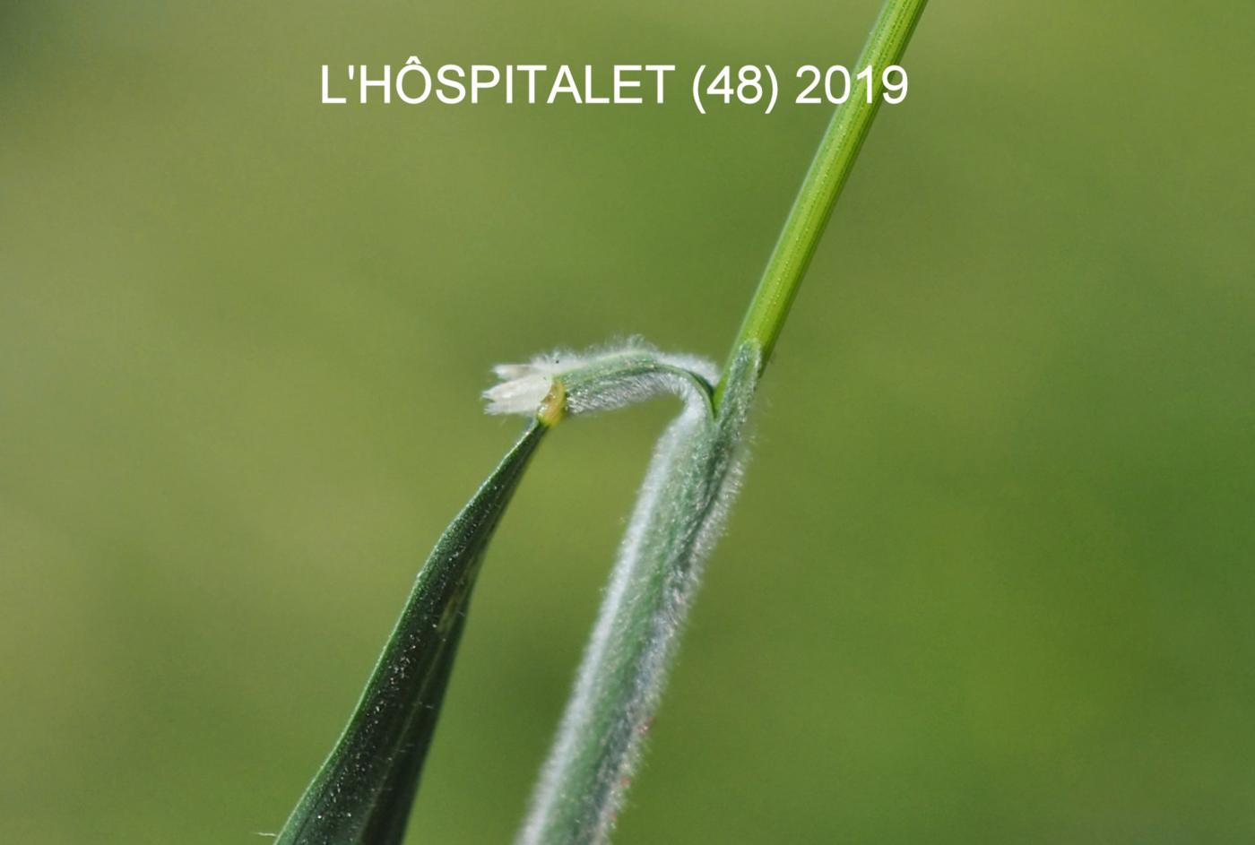 Brome, Corn leaf